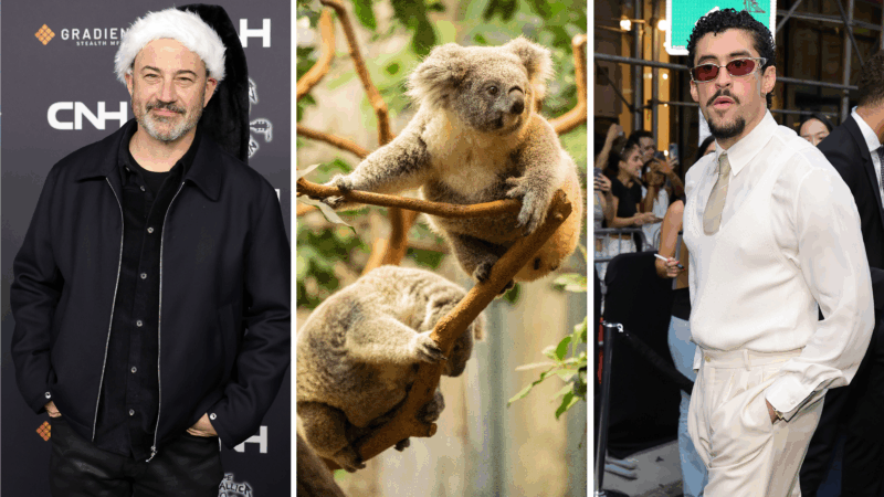 https://wbhm.org/wp-content/uploads/2025/09/kimmel-koala-bunny-800x450.png
