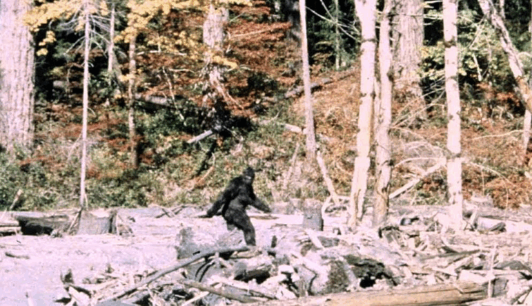 A still image from the famous 1967 film by Roger Patterson and Robert Gimlin, said to be of Bigfoot.