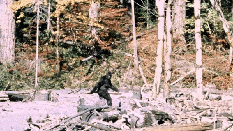 https://wbhm.org/wp-content/uploads/2025/09/patterson-gimlin-bigfoot-800x450.png