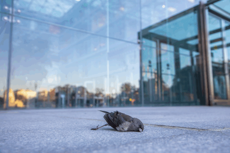 This dark-eyed junco died after colliding with a building near Union Station in Washington, D.C., on Nov. 8, 2024. The bird was collected and documented by a volunteer with Lights Out DC, a program that has been gathering data on building collisions like this one since 2010.