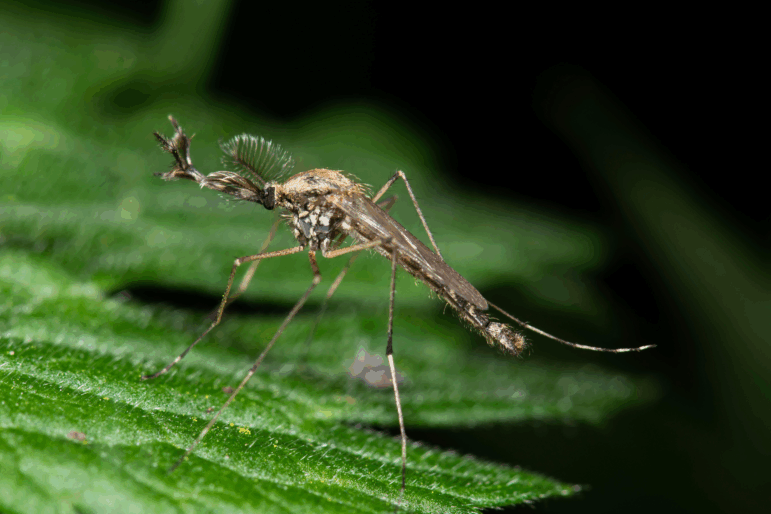 A Culiseta annulata mosquito, seen here in the United Kingdom's Stodmarsh Nature Reserve, as been found for the first time in Iceland.