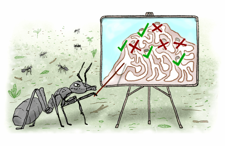 ants2-final-1.jpg