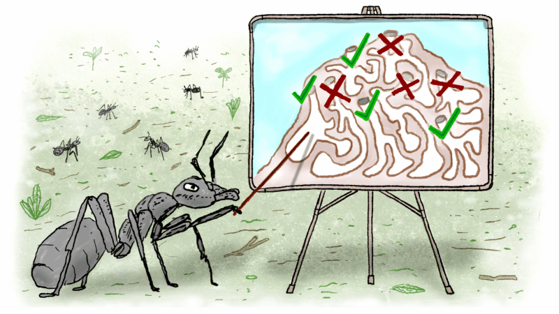 https://wbhm.org/wp-content/uploads/2025/10/ants2-final-1-800x450.png