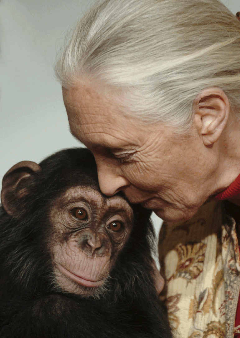 Jane Goodall kisses a chimpanzee baby on Dec. 20, 2004. (AP Photo/Bela Szandelszky, File)