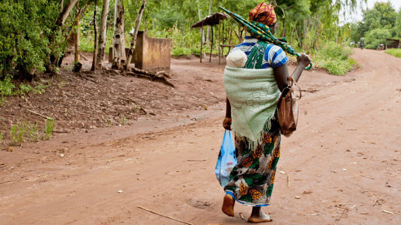 https://wbhm.org/wp-content/uploads/2025/10/bay-malaria-carrier-1-800x450.png