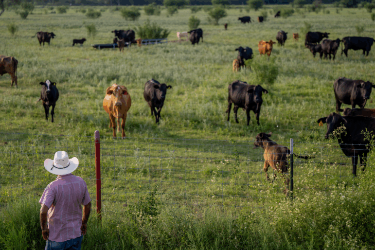 Farmer Jose Esquivel surveys his field of cattle on June 13, 2023 in Quemado, Texas.