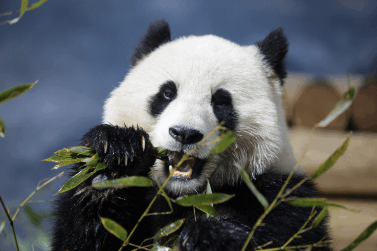 Panda Bao Li the panda eats bamboo at the National Zoo on Jan. 28, 2025. The zoo, as well as other Smithsonian facilities, will be closed beginning on Oct. 12 as the government shutdown continues.