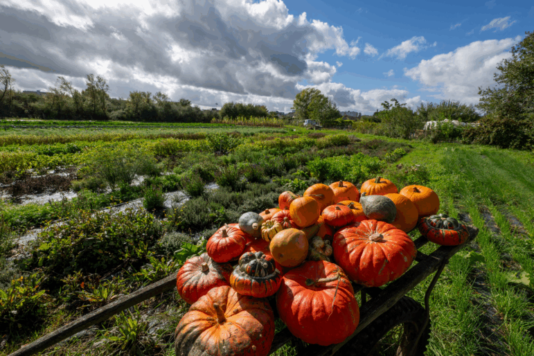 Pumpkins and other cucurbits (plants of the gourd family) sit on a wooden garden cart in Nevers, France, on October 4, 2025. Most of the gourds are orange, and a few are green. The cart rests in a green field edged with trees.