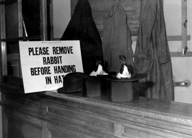 Two rabbits peering out of top hats belonging to Magic Circle magician Gus Davenport, at the Scala Theatre in London in 1951.