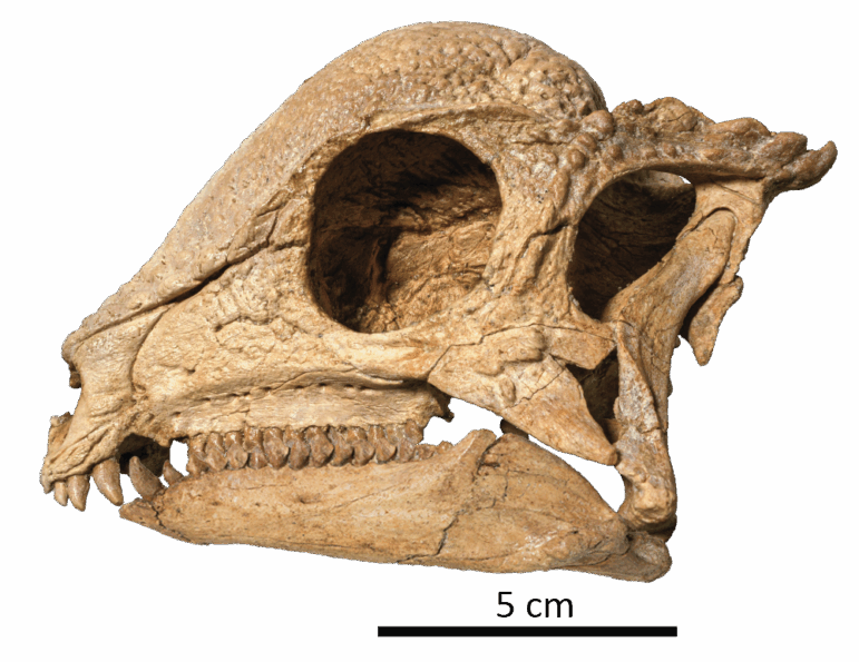 The skull of pachycephalosaur Zavacephale rinpoche.