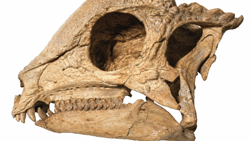 https://wbhm.org/wp-content/uploads/2025/10/zavacephale-skull-800x450.png