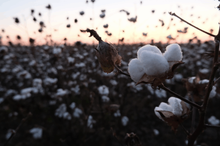 A cotton field in north Louisiana.