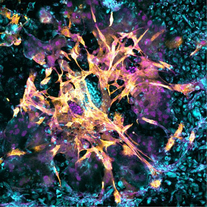 Microscopy image of a day 14 human embryo that has implanted in the new artificial womb.