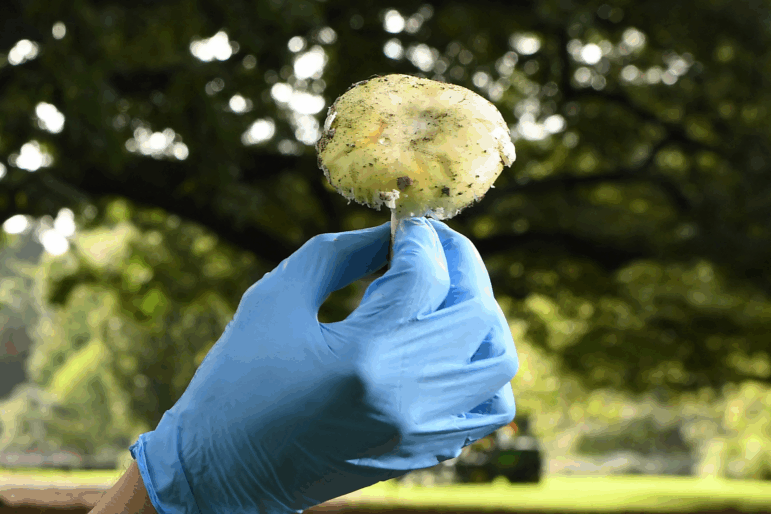 A gloved hands hold a death cap mushroom.