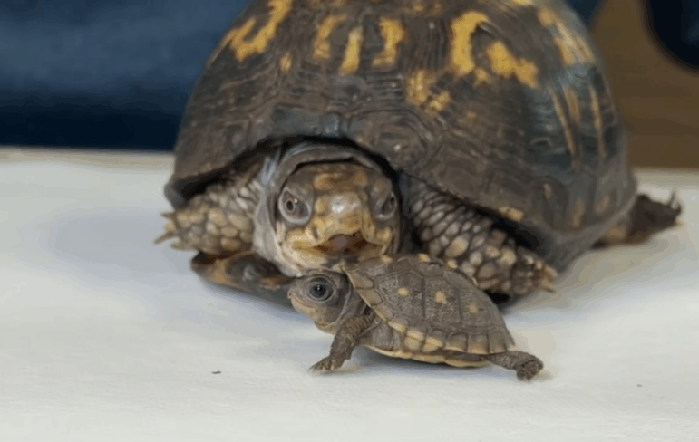 Rockalina, the eastern box turtle, looks on as a baby of her kind scuttles past.