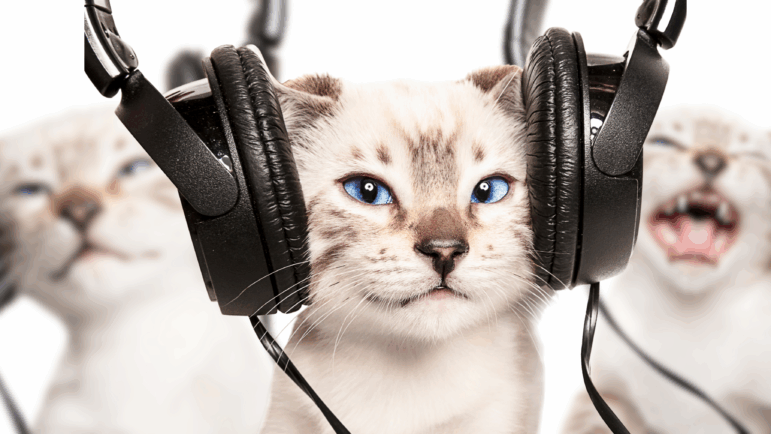 NPR Podcast - WIDE (5).jpg