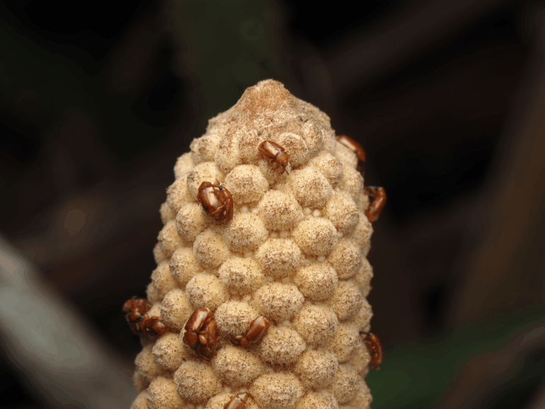 Beetles (Rhopalotria furfuraceaon) visit a male cone of the cycad plant Zamia furfuracea, whose cones produce heat during pollination.