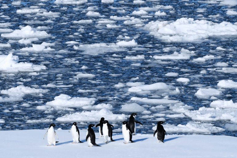 FILE - Adelie penguins stand on a block of floating ice at Yalour Islands in Antarctica, Nov. 24, 2025.