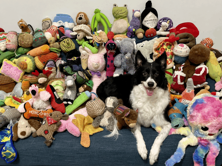 Basket, a 7-year-old female Border collie, knows the names of over 200 dog toys. A new study finds that certain dogs can learn new words simply by overhearing them — much as a human toddler would.