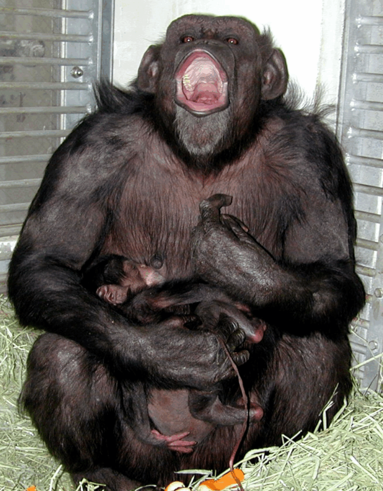 23-year-old chimpanzee Ai, known for her ability to recognize some letters and numbers, holds her 35-centimetre-tall newborn male chimp Ayumu, 25 April 2000, at the Primate Research Institute of Kyoto University in Inuyama, central Japan.