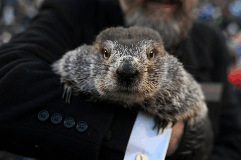 FILE - Groundhog Club handler A.J. Dereume holds Punxsutawney Phil, the weather prognosticating groundhog, during the 137th celebration of Groundhog Day on Gobbler's Knob in Punxsutawney, Pa., Feb. 2, 2023.