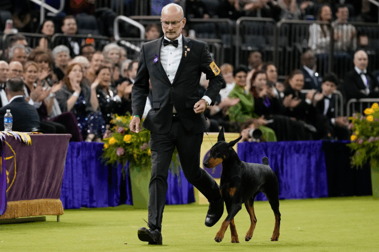 Penny, a doberman pinscher, competes in the Best in Show judging of the 150th Westminster Kennel Club Dog Show, Tuesday, Feb. 3, 2026, in New York.