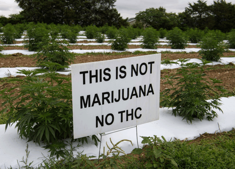 A farmer's sign displaying the words "THIS IS NOT MARIJUANA NO THC" written in all caps is staked into the ground in front of rows of hemp plants in Stanley, Virginia, in 2020.