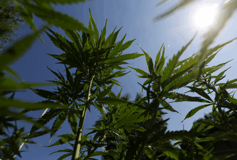 A large, growing marijuana plant with its characteristic spiky leaves is pictured against a blue sky; sun is shining.