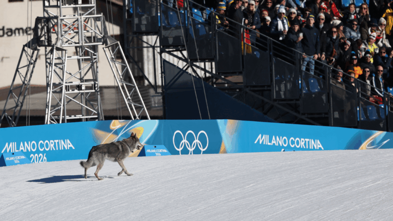 A dog wanders on the ski trail during the women's team cross country free sprint qualification event of the Milano Cortina 2026 Winter Olympic Games at Tesero Cross-Country Skiing Stadium in Lago di Tesero (Val di Fiemme), on February 18, 2026.