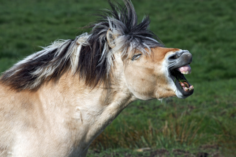 This Norwegian fjord horse appears to be yawning, with its mouth wide open and eyes closed. Its fluffy mane is black and cream colored, and its neck is pale brown and white.