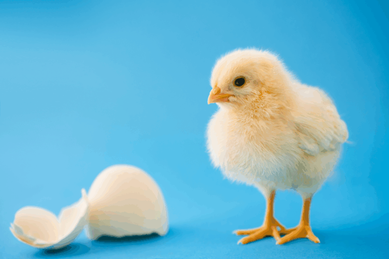 Baby chickens appear to react similarly to humans when tested for something called the “bouba-kiki effect,” which links certain sounds to certain shapes.
