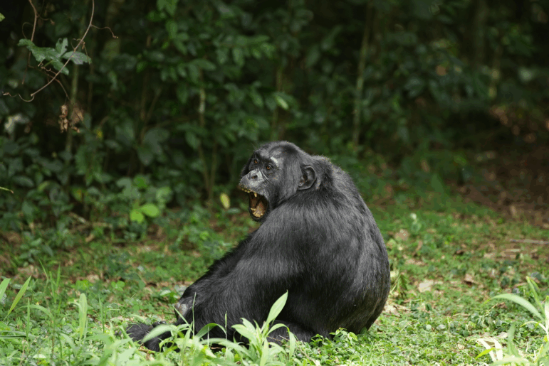 Researchers collected and analyzed urine from chimpanzees who'd eaten fermented fruit to determine how much alcohol they'd consumed.